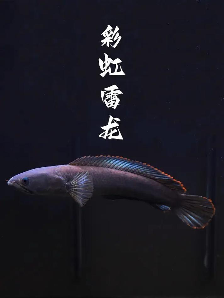 19015_dqrz_6525.jpg