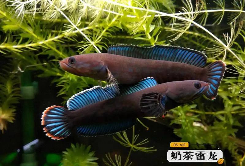 wechat_2025-09-18_164817_955 (已调整大小).jpg