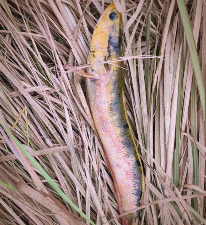 d52a2834349b033be887d84d990833c3d439bd74.jpeg@f_auto