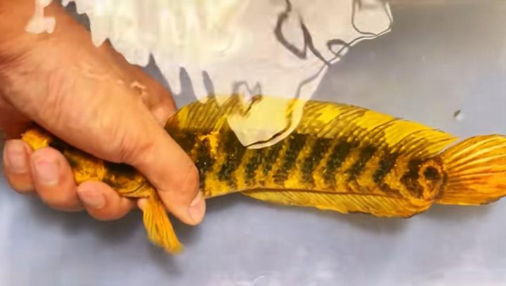 1ad5ad6eddc451dac083cc8122715c69d11632fa.jpeg@f_auto