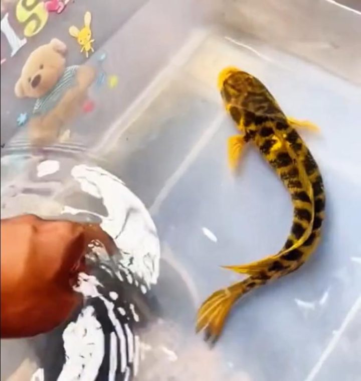 11385343fbf2b211c2ebc3c7580c6b370ed78e89.jpeg@f_auto