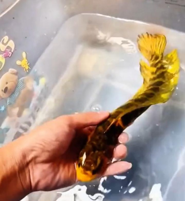 0dd7912397dda14433b574b6213bdead0df48695.jpeg@f_auto