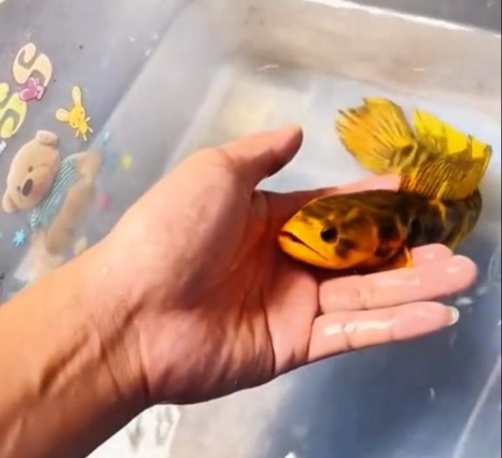 9922720e0cf3d7cac60bee986093b0066963a9ff.jpeg@f_auto